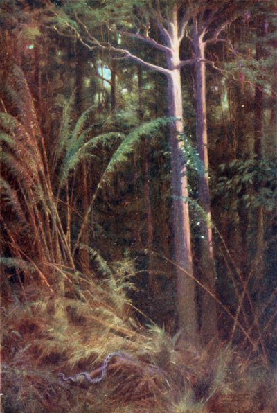 Nelle profondità della foresta da Robert George Talbot Kelly